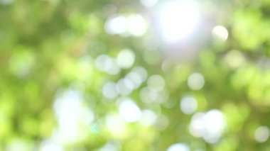 Güzel yeşil bokeh daireleri olan doğa arkaplanı.