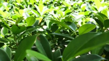 Yeşil yaprakların üzerinde yavaş çekim..