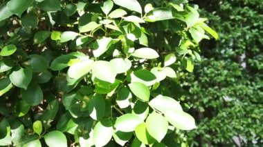 Binanın arkasındaki graden görünümü yavaş çekim.