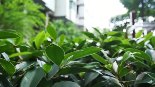 Defocused uitzicht op de tuin met groene bomen en gebouwen. — Stockvideo