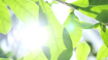 Arkaplanda parlak gökyüzü olan yeşil yaprakların altında görüntüle.