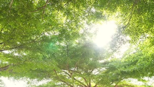 Sunlight passing through big trees, wide angle view. — Stock Video