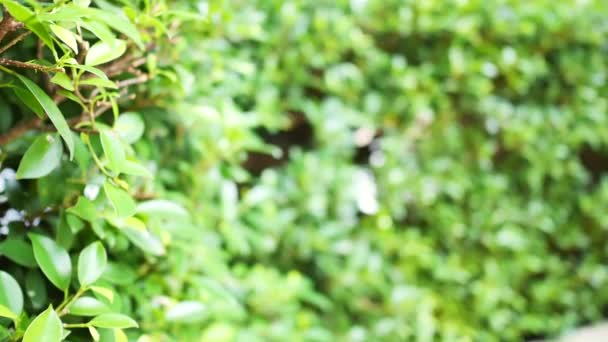 Árboles de pared de jardín enfoque selectivo en hojas verdes . — Vídeos de Stock