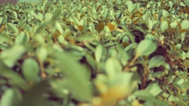 Bahçe yapraklarının seçici odak noktası, eski tarz..