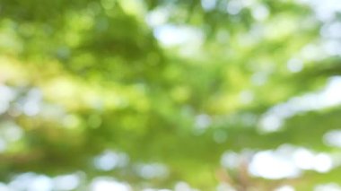 Bokeh ağaçlarının yeşil arkaplanı.