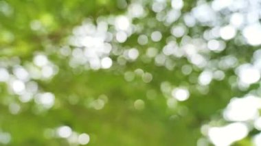 Yeşil yapraklar parıldıyor bokeh hareketi.
