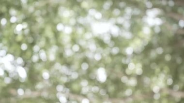 Bokeh ağaçları tropikal yağmur ormanlarında, klasik tarzda..