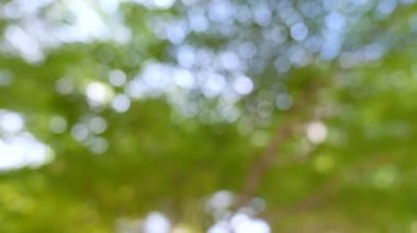 Tropikal yağmur ormanlarındaki Bokeh ağaçları, yeşillik arka planı.