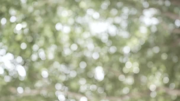 bokeh arbres dans la forêt tropicale, style vintage .