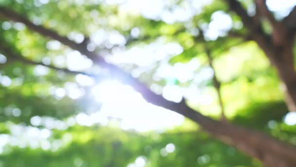 Beaux arbres bokeh avec fusée éclairante . — Video