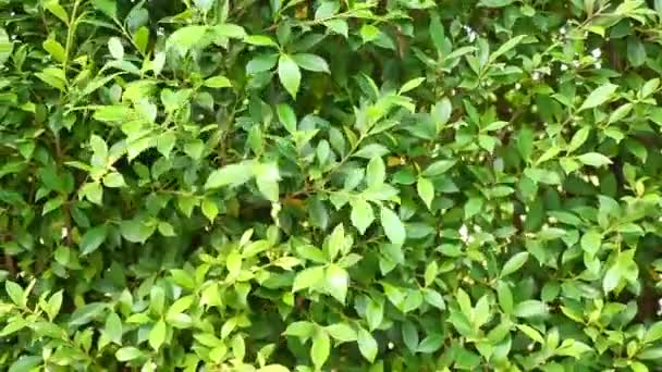 विंड ब्लो मूविंग पास ग्रीन गार्डन झाड़ियों . — स्टॉक वीडियो