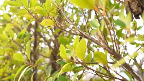 Zielone liście drzew rośliny kołyszące się na wietrze. — Wideo stockowe