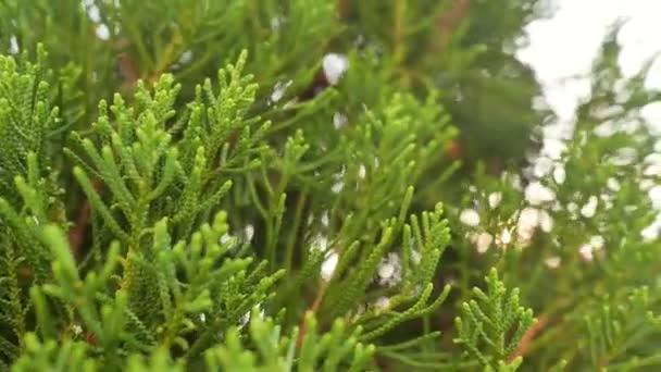 Groene bladeren dennenboom in de tuin, natuur concept. — Stockvideo