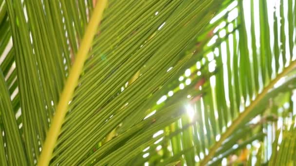 Slow motion of sunbeam glimmering through coconut green leaves. — ストック動画