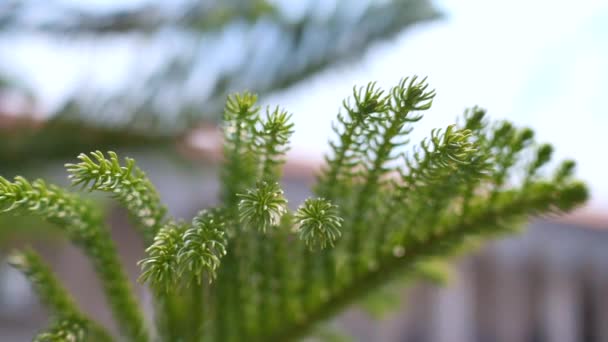 夏の緑の葉の木. — ストック動画