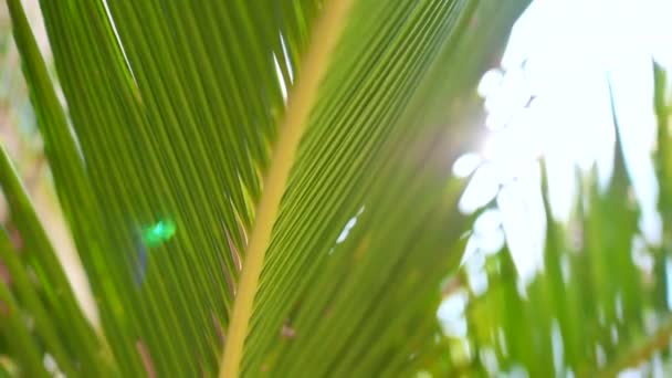 Coconut palm tree leaf with sunbeam shining on background. — 비디오