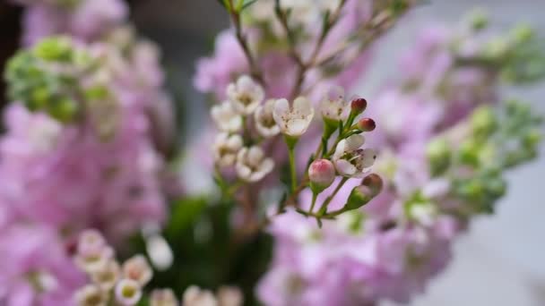 Planta de flores rosadas en jarrón vintage, hojas verdes — Vídeo de stock