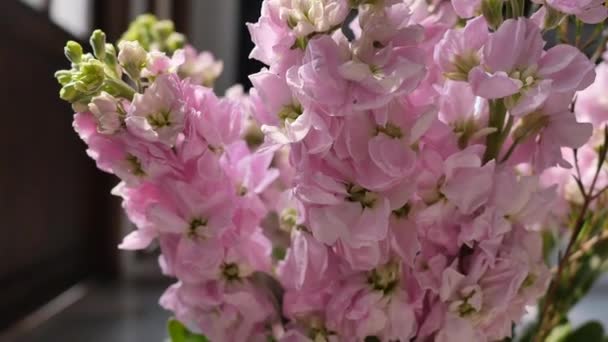 Rosa Blütenpflanzen in grüner Vase. — Stockvideo