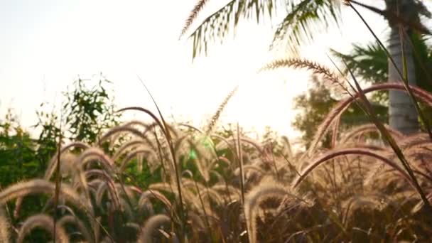 Hermosa naturaleza Poaceae hierba flores con la luz del sol, vendimia . — Vídeos de Stock