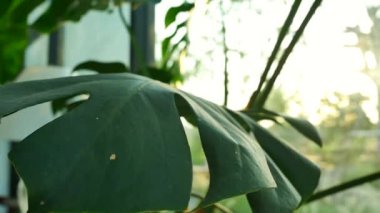 Green leaves tracking shot in slow motion.