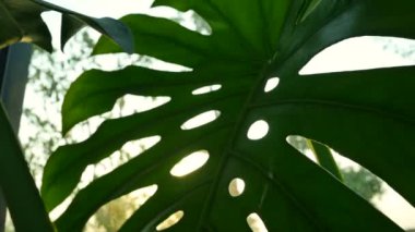 Canavar yeşili yapraklar ve güzel güneş ışığı.