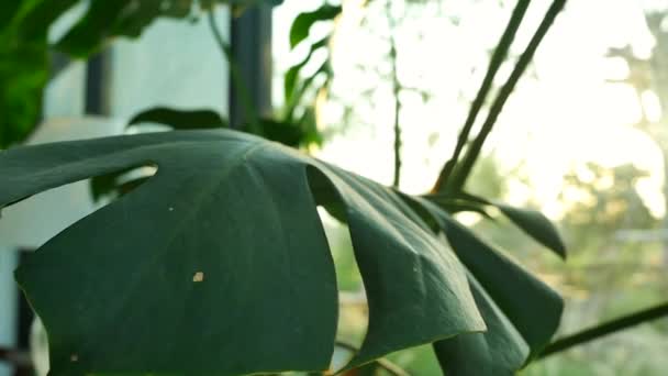 Green leaves tracking shot in slow motion. — Stock video