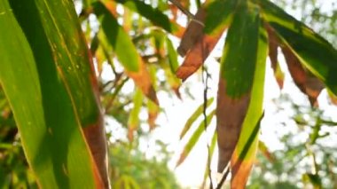 Bambu yaprakları bahçesinde güneş ışığı olan ağaçlar..