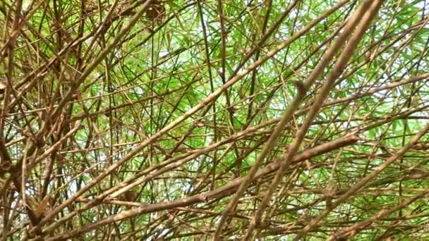 Overgrown branches of bamboo growth in the forest. — Stock Video