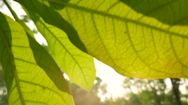 La luz del sol brilla a través de árboles de hojas verdes tropicales . — Vídeos de Stock