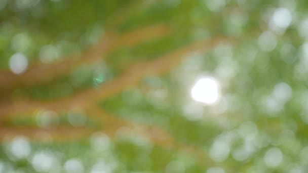 Green nature background bokeh of rainforest trees. — Stock Video