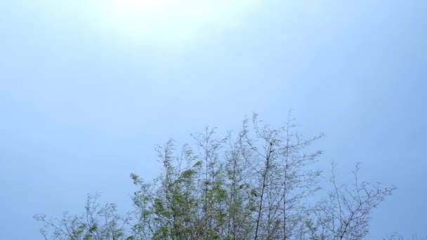 Tapa de árbol de bambú balanceándose en el viento, cielo azul . — Vídeo de stock