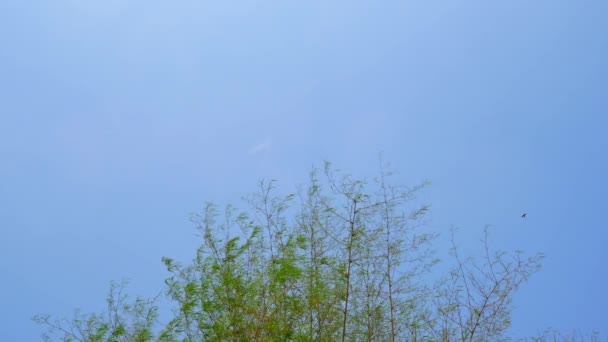 Árbol de bambú balanceándose en el viento, cielo azul . — Vídeo de stock