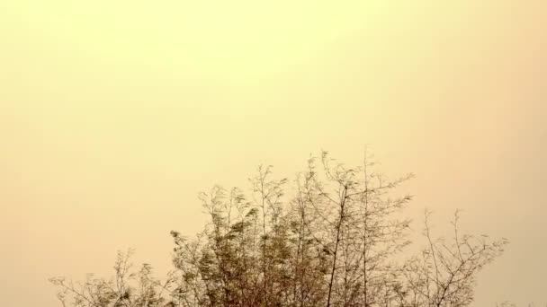 Bambu trädtopp svajande i vinden, solnedgång himmel. — Stockvideo