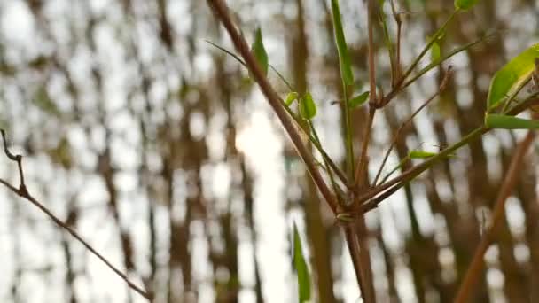 Zonlicht bokeh achtergrond met groene bladeren van bamboe stengel. — Stockvideo