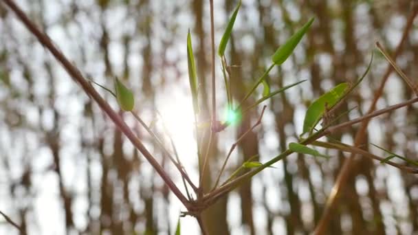 Feuilles vertes tige de bambou avec lumière du soleil fusée éclairante . — Video