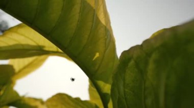 Ağaç yaprakları güzel güneş ışığıyla, klasik tarzda..