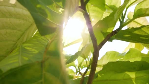 Planta de árbol de hojas verdes con rayo de sol que brilla a través . — Vídeo de stock