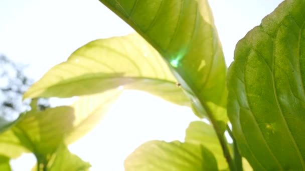 Planta de árbol de hoja verde tropical con la luz del sol brillando a través de . — Vídeo de stock