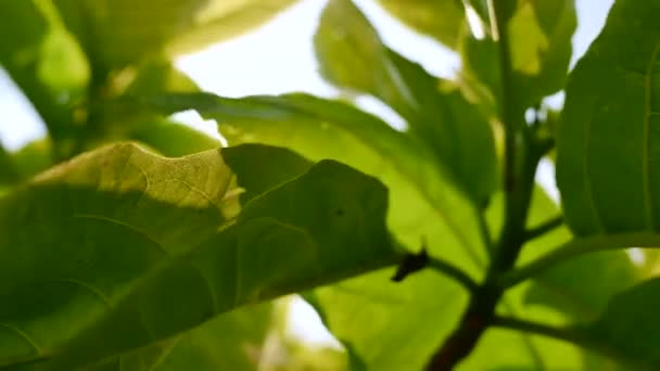Сад зеленые листья деревьев с солнечным светом проходит через . — стоковое видео