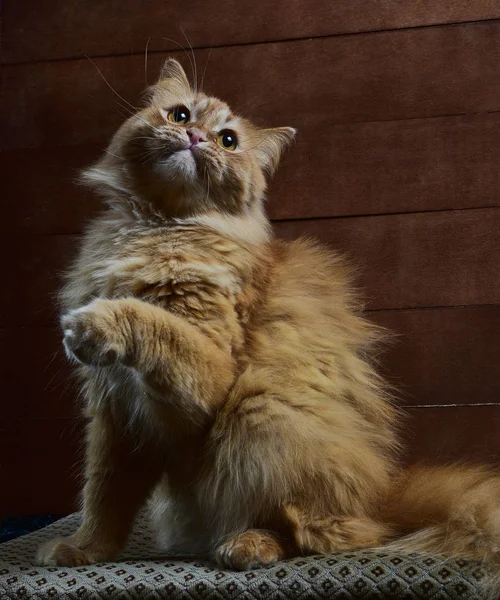 Evcil kızıl kedi sandalyede oturuyor. Arka planda ahşap bir arkaplan.