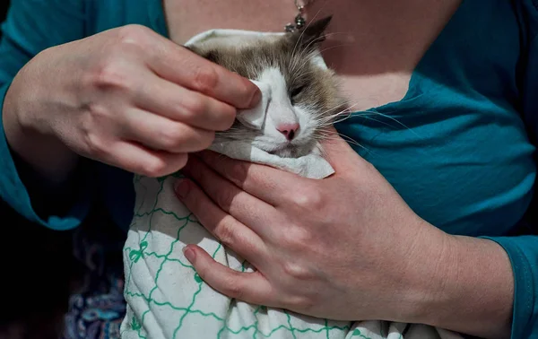 Kız, kedi gözü bezine sarılı evcil kedi pamuğuyla, kedi gözü tedavisiyle siliyor. Evcil bir kediyle ilgilenmek. Evcil hayvanların bakımı. Evcil kedilerin göz hastalıkları. Kadın eli..