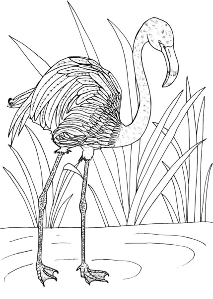 Flamant Rose Sur Fond Blanc Croquis — Image vectorielle