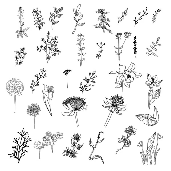 ハーブや野生の花 植物の花のセット — ストックベクタ