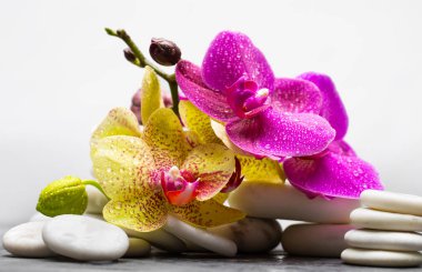 spa sistemi için doğal ürün