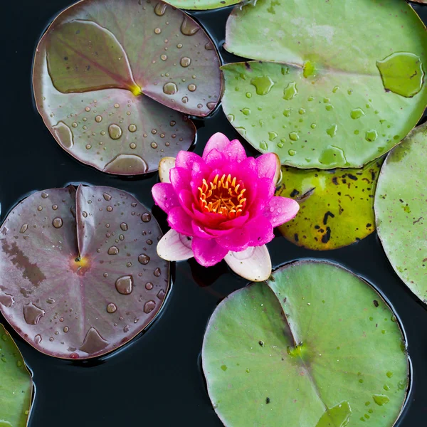 Explosie van kleuren in de natuur — Stockfoto