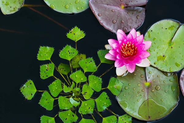 Explosión de colores en la naturaleza — Foto de Stock