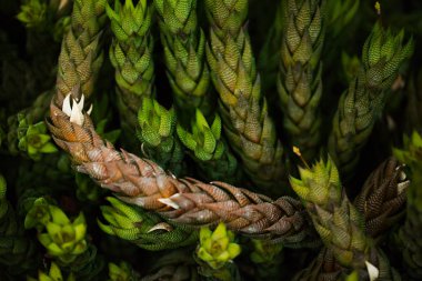 bitki doğa dünya bizim algı sallıyor