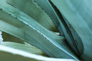 bitki doğa dünya bizim algı sallıyor