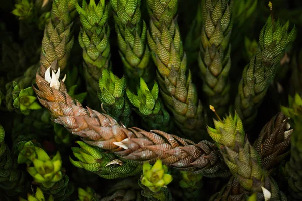 植物自然世界の私たちの知覚を振る — ストック写真