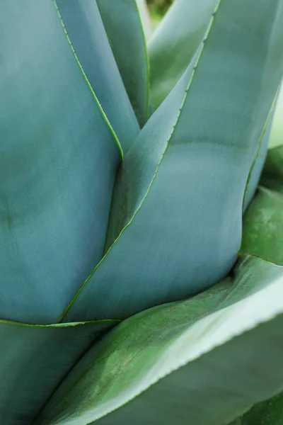 Plant nature shakes our perception of the world — Stock Photo, Image